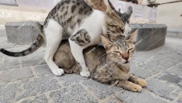 قطط ضالة تتزاوج في شوارع جدة، السعودية