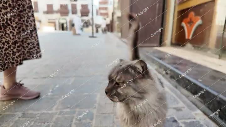 قطة ضالة تمشي في أحد شوارع جدة، المملكة العربية السعودية