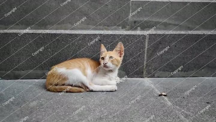 Stray ginger and white kitten resting on a sidewalk in Jeddah, Saudi Arabia