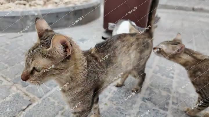 Stray cat relaxing on Jeddah street in Saudi Arabia