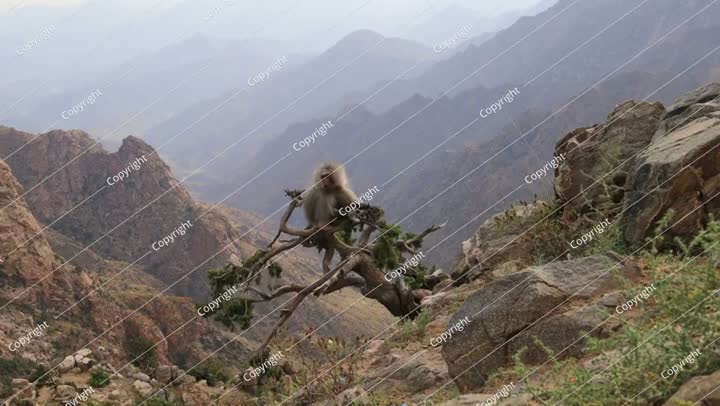 Al Taif , Saudi Aarabia Al Hada Mountain in Taif City, Saudi tourism