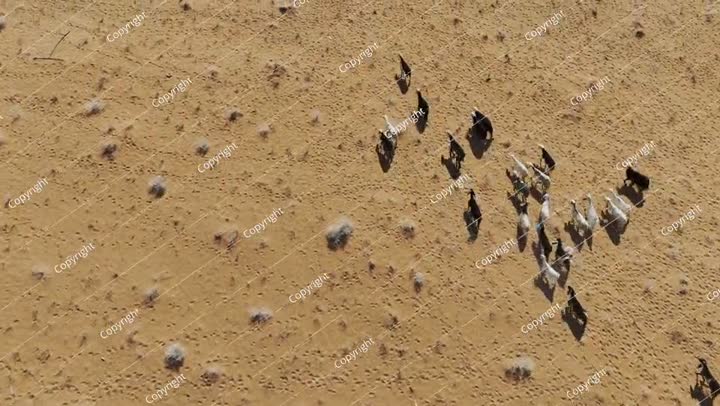 Drone View of Goats Walking in the Saudi Desert