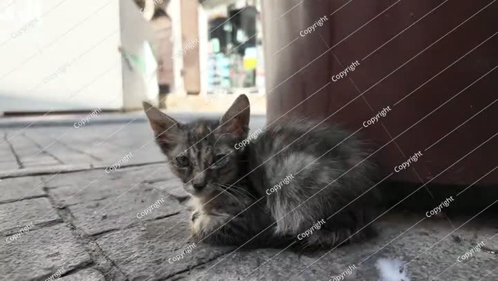 قطة صغيرة زنجبيلية فضولية تنظر إلى الأعلى في جدة، المملكة العربية السعودية