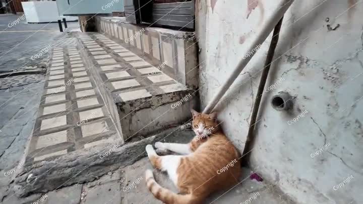 قطة زنجبيلية نائمة في أحد شوارع جدة، المملكة العربية السعودية
