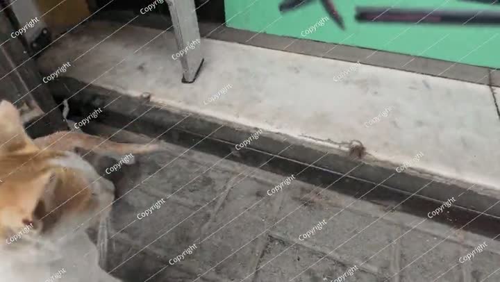 قطة زنجبيلية نائمة في أحد شوارع جدة، المملكة العربية السعودية