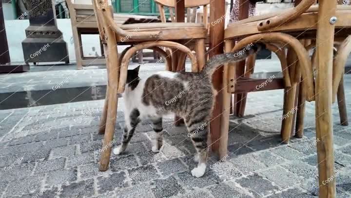 قطة ضالة تقف بالقرب من طاولات مقهى خارجي في جدة، المملكة العربية السعودية