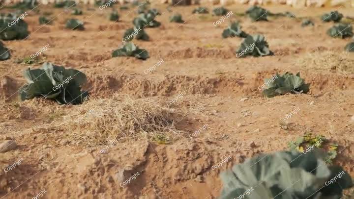 Vegetable farm in the desert in Saudi Arabia. Video. Cabbage.