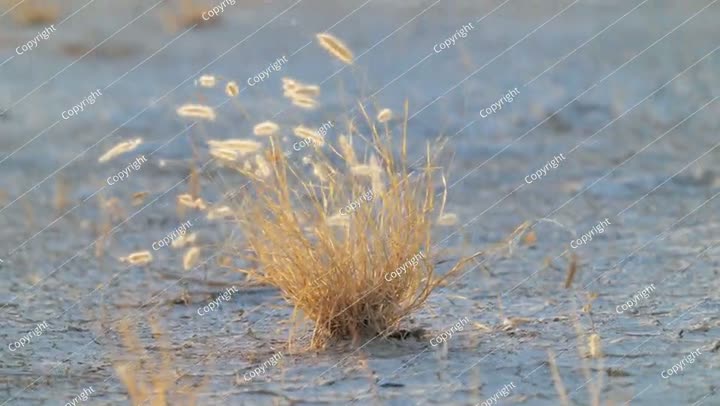 نبات عشبي منبت في تربة جافة بالمملكة العربية السعودية