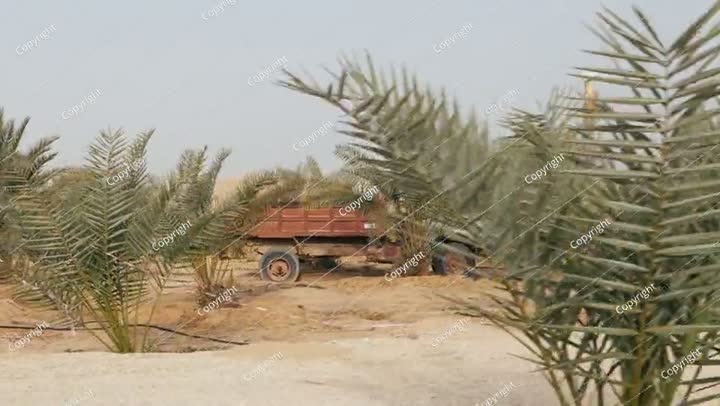 Video of Vintage Truck on a date palm farm in Saudi Arabia