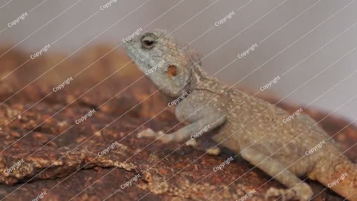 الحياة البرية، السحلية في الصحراء الصخرية السعودية