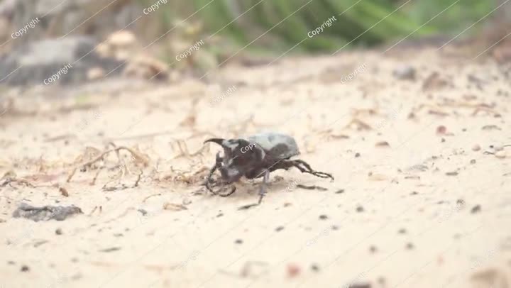 Rhinoceros Beetle Walking on Sandy Ground After Morning Rain
