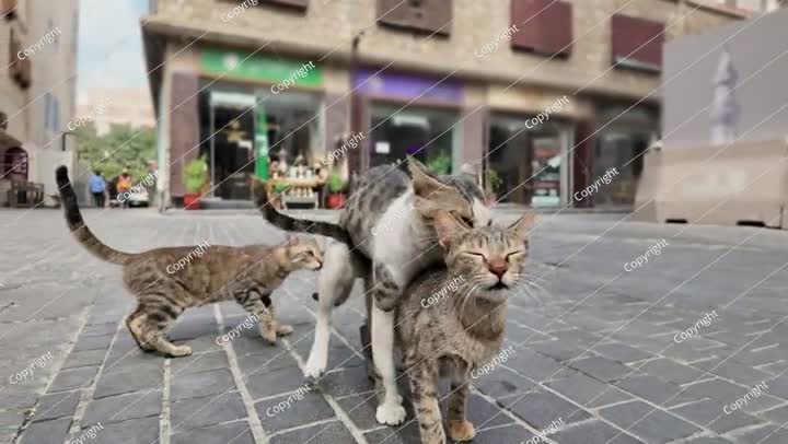 قطط ضالة تتزاوج في أحد شوارع جدة، السعودية
