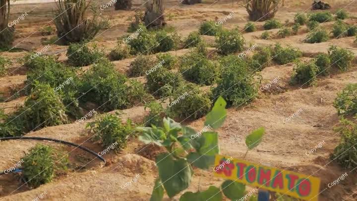 مزرعة خضراوات في صحراء السعودية. فيديو. طماطم.