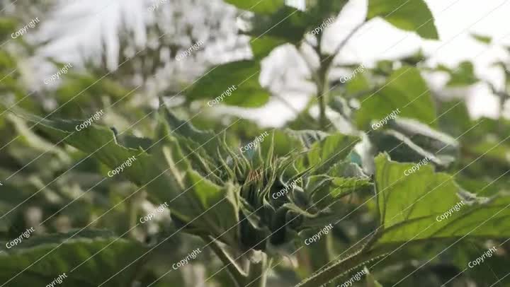 مزرعة خضراوات في صحراء السعودية. فيديو. دوار الشمس.