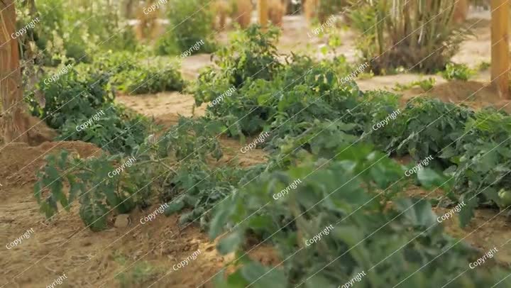 Vegetable farm in the desert in Saudi Arabia. Video. Tomato.