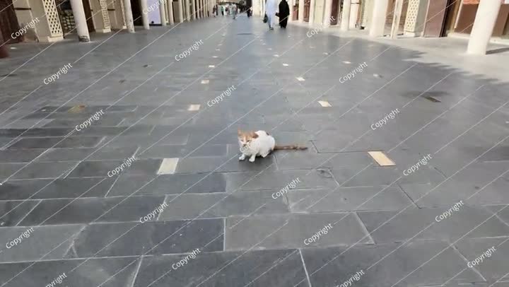 قطة ضالة تجلس في منطقة البلد، الحي التاريخي في جدة، المملكة العربية السعودية