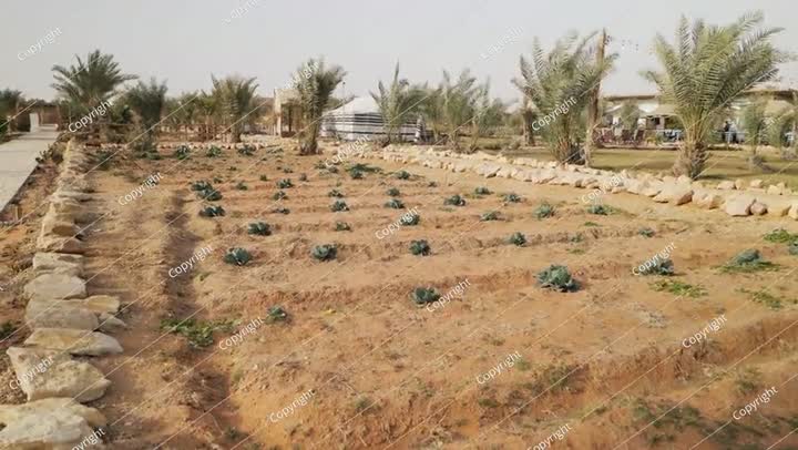 مزرعة خضراوات في صحراء السعودية. فيديو. كرنب.