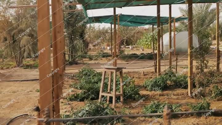 مزرعة خضراوات في صحراء السعودية. فيديو. طماطم.