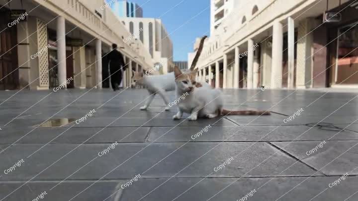 قطة ضالة تجلس في منطقة البلد، الحي التاريخي في جدة، المملكة العربية السعودية