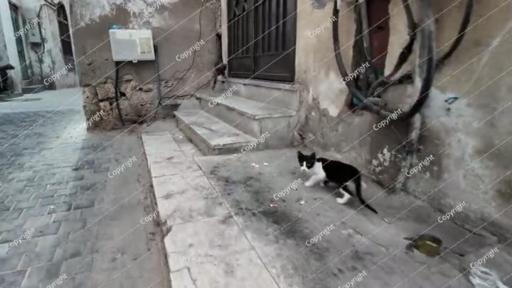 قطة سوداء وبيضاء نائمة في جدة بالسعودية