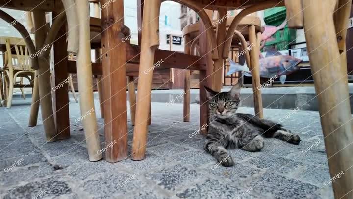 قطة ضالة تسترخي تحت الطاولات في جدة، المملكة العربية السعودية