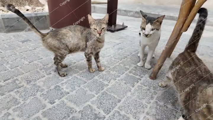 القطط الضالة تتجول في شوارع جدة، المملكة العربية السعودية