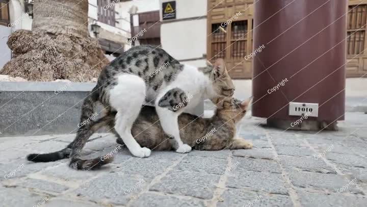 قطط ضالة تتزاوج في أحد شوارع جدة، السعودية