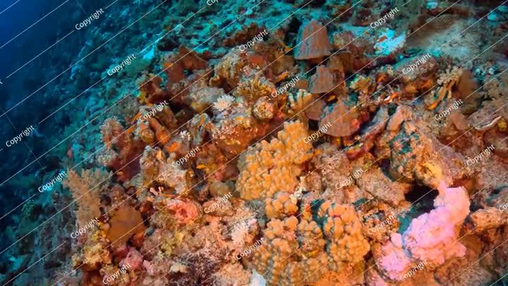 أسماك استوائية تسبح على الشعاب المرجانية. رحلة غوص سكوبا