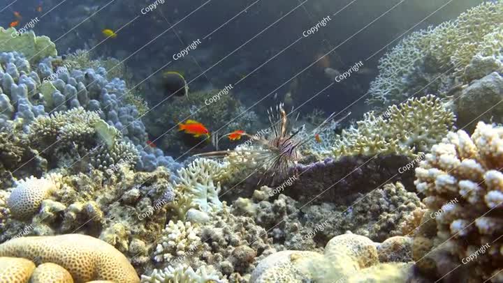 Juvenile devil firefish (Pterois miles) near coral reef. Common lionfish