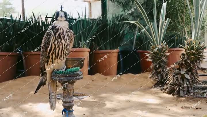 طائر الصقر العربي يرتدي عصابة رأس ويجلس على جثم في فناء سكني