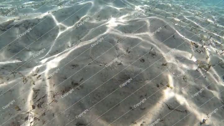 سمكة مفلطحة تسبح في البحر. تصوير بطيء