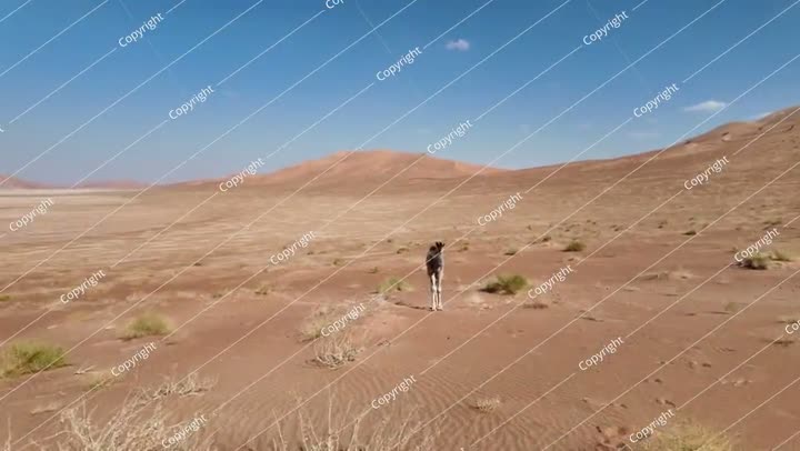 عجل الجمل الأسود في صحراء عُمان