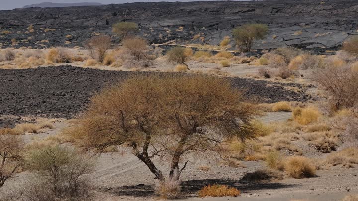 Laba in the Harrah of Khaybar, northeast of Medina, is a rare and strange site, with black rock formations, the history of the earth in the language of rocks and lava.