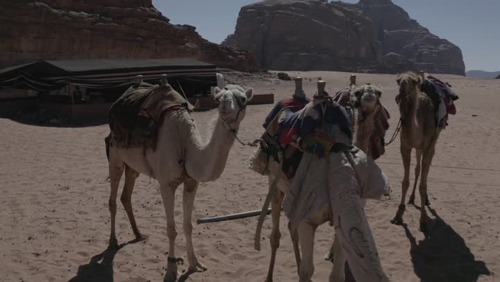 الاهتمام في تربية الجمال و الإبل، تصوير درون لحيوان الجمل في وسط صحراء المملكة العربية السعودية، الكثبان الرملية و المناطق الصحراوية، مفهوم رعاية المواشي والثدييات، المناظر الطبيعية في الصحاري، التشكيلات الجبلية والصخرية