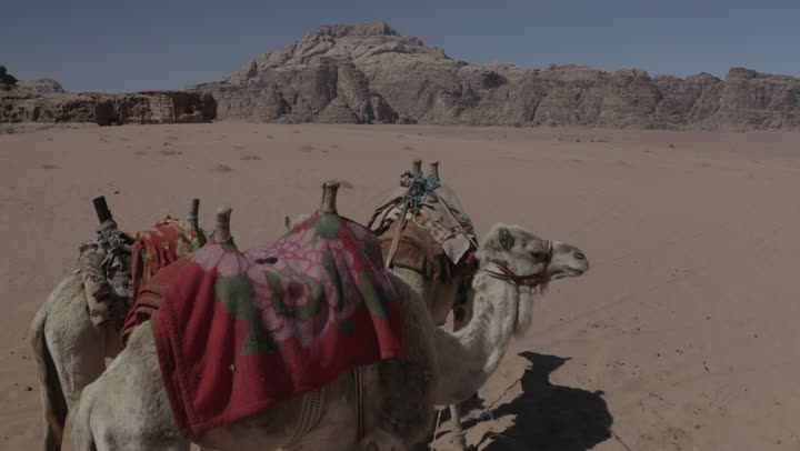 Interest in the breeding of camels and dromedaries, drone photography of the camel in the middle of the desert of the Kingdom of Saudi Arabia, sand dunes and desert areas, the concept of livestock and mammal care, natural landscapes in deserts, mountain and rock formations.