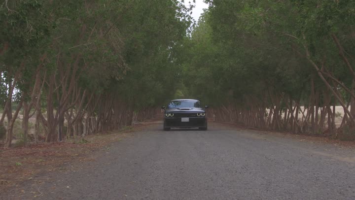 The movement of car wheels, safari adventures on the asphalt road, drone footage of driving a Dodge car among the green trees, fun desert activities, an exciting adventure in the regions of Saudi Arabia, enjoying practicing favorite hobbies, speed and acceleration of cars.