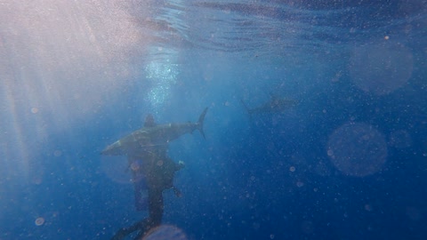 A diver wearing a diving suit swims in the depths of the sea, exploring the aquatic nature, marine plants, and fish wealth in the Kingdom of Saudi Arabia. A group of small fish swims in the water, and the colorful coral reefs in the seas and oceans.