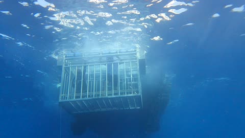 Exploring the aquatic nature, marine plants, and fish wealth in the Kingdom of Saudi Arabia, a group of small fish swimming in the waters, the colorful coral reefs in the seas and oceans.