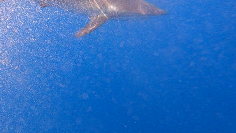 Exploring the aquatic nature, marine plants, and fish wealth in the Kingdom of Saudi Arabia, a group of small fish swimming in the waters, the colorful coral reefs in the seas and oceans.