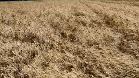 A tractor for cutting and bundling wheat in the field during the day, the harvest season in the Kingdom of Saudi Arabia, local national crops and products, wide agricultural fields and lands.