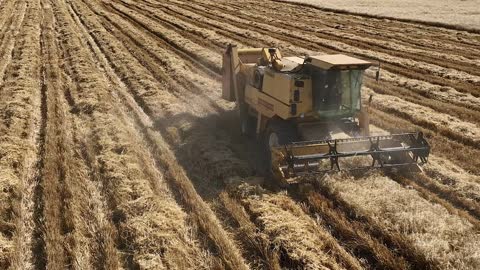 A tractor for cutting and bundling wheat in the field during the day, the harvest season in the Kingdom of Saudi Arabia, local national crops and products, wide agricultural fields and lands.