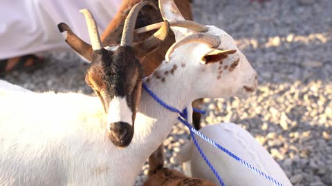 تصوير مقرب لوجه ماعزتين، مزرعة لتربية الحيوانات والماشية، تربية المواشي في سلطنه عمان