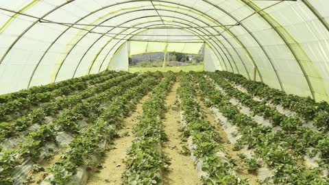 National local crops and fruits, refreshing and fresh summer fruits, interest in growing green plants in natural reserves, agricultural lands in the Kingdom of Saudi Arabia, a seedling of strawberry fruit, crops in the Arab farm.