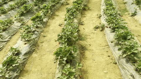 محاصيل وثمار وطنية محليه، فواكه صيفيه منعشة وطازجة، الاهتمام في زراعة النباتات الخضراء في المحميات الطبيعيه، الاراضي الزراعيه في المملكة العربيه السعودية، شتلة من فاكهة الفراولة ،المزروعات في المزرعة العربية