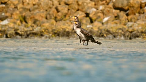 The western heron, with its coral-like shape, is a long-legged and long-necked waterbird that belongs to the heron family. It has broad wings, a long neck, and a long, pointed beak resembling a spear. It stands still for long periods in an upright position on one leg, patiently waiting for its prey before it pounces.