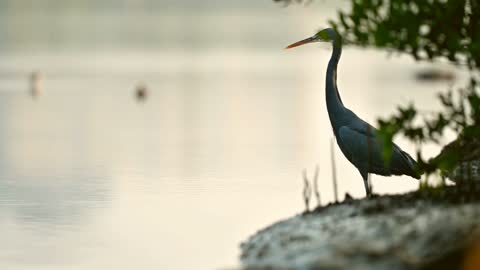 طائر البلشون الغربي ذو الشكل المرجاني،  طائر مائي طويل الساقين والرقبة ينتمي إلى فصيلة البلشونيات، جنحة عريضة ورقبة طويلة ومنقار طويل ومدبب يشبه الرمح، تقف ساكنة لفترات طويلة في وضع مستقيم على ساق واحدة، تنتظر بصبر فريستها قبل أن تنقض عليها