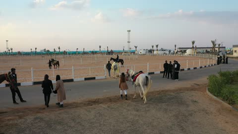 Fun recreational activities and sports, a symbol of horsemanship and bravery, farms for breeding, training, and taming horses, Gulf Arab Saudi knights riding horses at the equestrian club, the hobby of horseback riding in the desert areas and nature reserves in the Kingdom of Saudi Arabia.