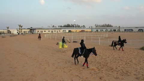 The symbol of horsemanship and bravery, a farm for breeding, training, and taming horses, Gulf Arab Saudi knights riding horses at the equestrian club, fun recreational activities and sports, the hobby of horseback riding in the desert areas and nature reserves in the Kingdom of Saudi Arabia.