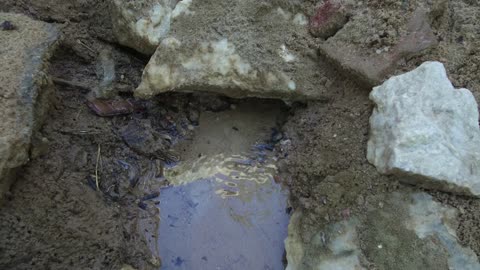 المياه المتدفقة في الينابيع والبحيرات، معالم دينية تاريخية سياحية، الاهتمام في المساحات الخضراء الواسعة في المملكة العربية السعودية، زراعة الاشجار والنباتات الطبيعية الخضراء، تصوير درون لعيون موسى في مدينة نيوم في تبوك .