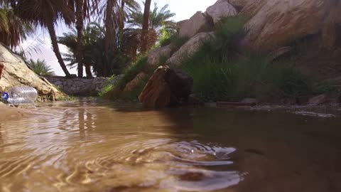 استمتاع الاطفال في مياه الينابيع، جريان المياه في الينابيع والبحيرات، معالم دينية تاريخية سياحية، الاهتمام في المساحات الخضراء الواسعة في المملكة العربية السعودية، زراعة الاشجار والنباتات الطبيعية الخضراء، تصوير درون لعيون موسى في مدينة نيوم في تبوك .